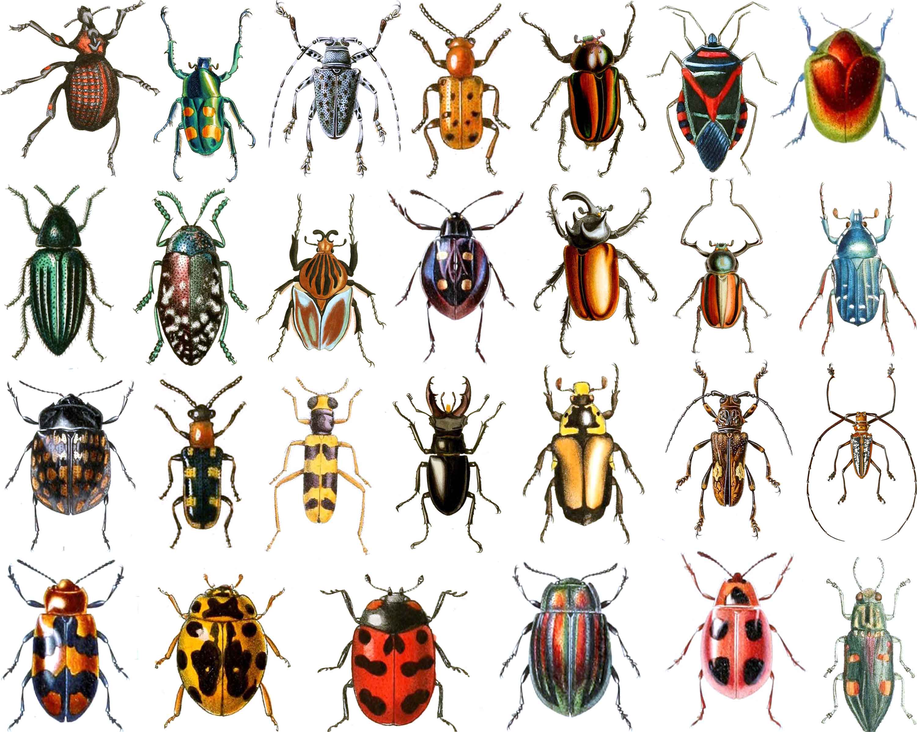 Chevrons Insect Insects – Milestone Decal Art